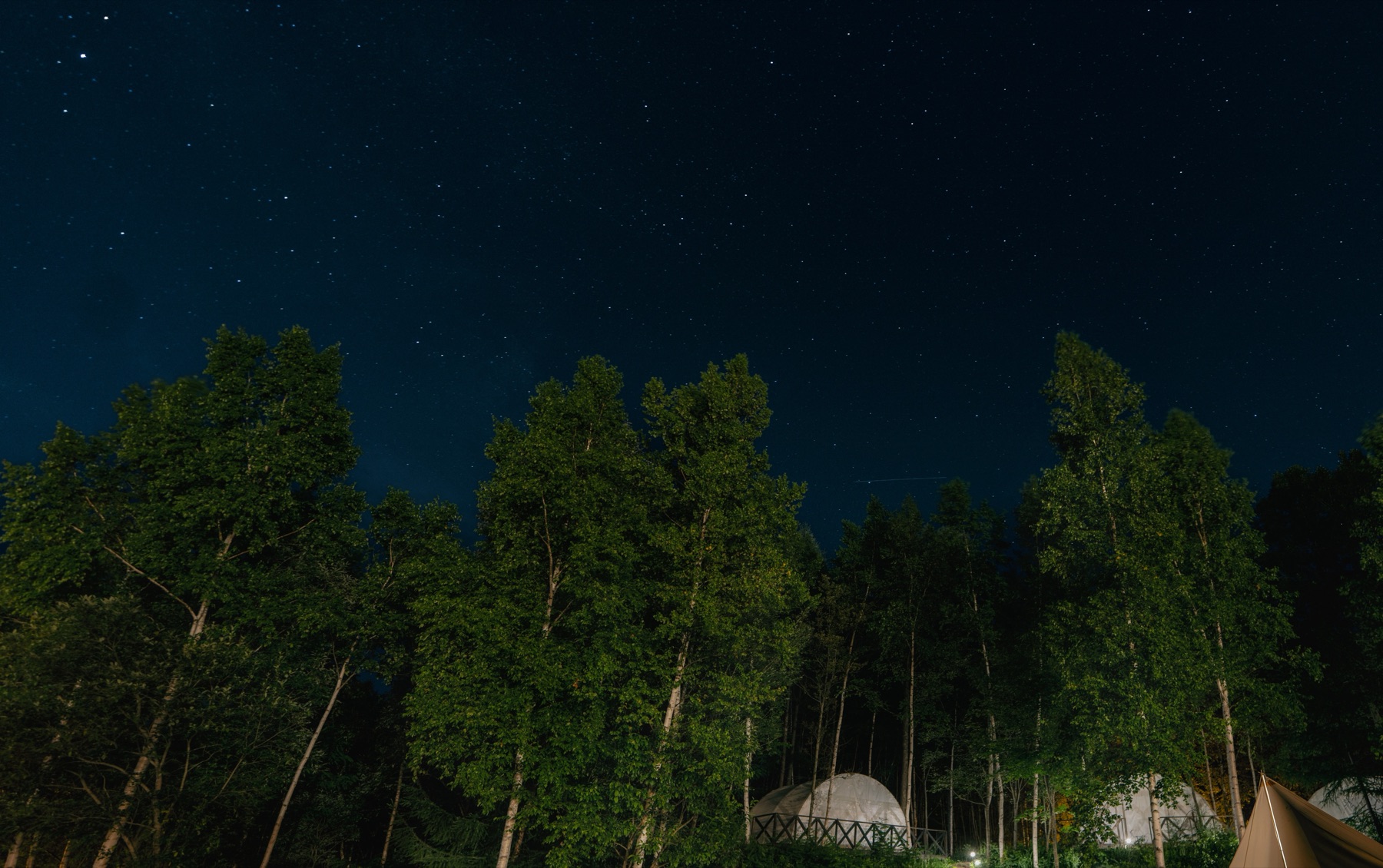 森に広がる満天の星空