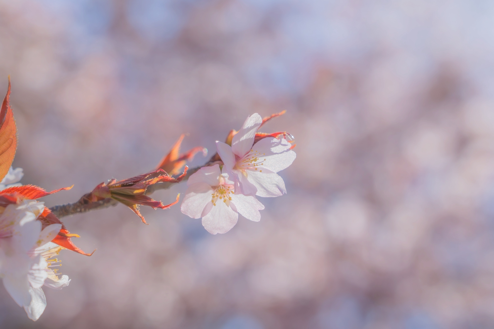 春に咲く桜